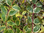 Abelia x grandiflora 'Hopleys`