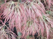 Acer palmatum (dissectum) 'Crimson Princess'