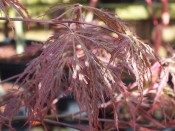 Acer palmatum (dissectum) 'Inaba Shidare'