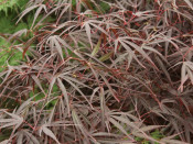 Acer palmatum 'Enkan' 3L