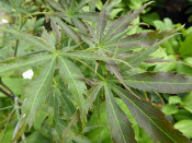Acer palmatum 'Hessei'