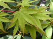 Acer palmatum 'Senkaki' 