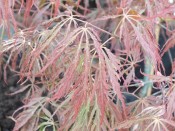 Acer palmatum (dissectum) 'Tamayuke-Yama'