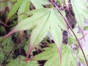 Acer palmatum 'Tsuma Gaki'