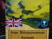 Acer shirasawanum 'Aurerum'