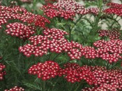 Achillea millefolium 'Red Velvet'