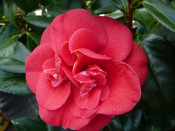 Camellia japonica 'Adolphe Audusson' 7.5 LITRES