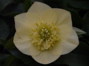 Helleborus x hybridus (Ashwood Garden Hybrids) Anemone Form Ivory Primrose Shades