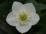 Helleborus x hybridus (Ashwood Garden Hybrids) Anemone Form White