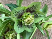 Helleborus x hybridus (Ashwood Garden Hybrids) Anemone form Green Shades spotted