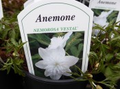 Anemone nemorosa 'Vestal'