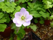 Anemonella thalictroides Pink