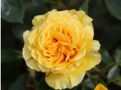 Rosa floribunda Anniversary Wishes ('Noa 1407/21')