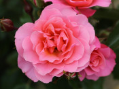 Rosa floribunda Anne's Rose
