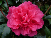 Camellia x williamsii 'Anticipation' (5 LITRE)