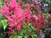 Astilbe 'Younique Red'