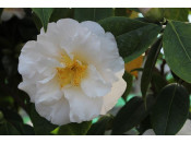 Camellia japonica 'Auburn White'