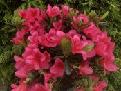 Rhododendron 'Andante' (5 Litre)