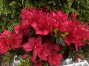 Rhododendron 'Arabesk'