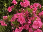 Rhododendron 'Babushka' 