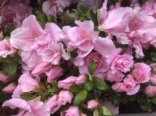 Rhododendron 'Betty Ann Voss' (5 Litre)