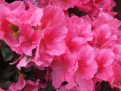 Rhododendron 'Dearest'