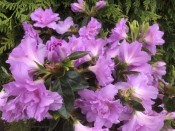 Rhododendron 'Elsie Lee' (5 Litre)