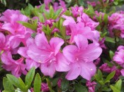 Rhododendron 'Flower Arranger'