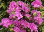 Rhododendron 'Geisha Lilac' (5 Litre)