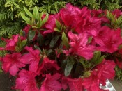Rhododendron 'George Arends' (5 Litre)