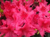 Rhododendron 'George Arends'