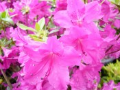 Rhododendron 'Blue Danube'