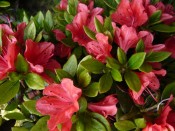 Rhododendron 'Geisha Orange'