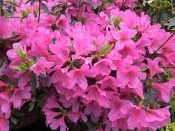 Rhododendron 'Madame van Hecke'