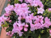 Rhododendron 'Robert Seleger'