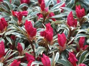 Rhododendron 'Silver Sword'