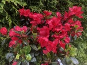 Rhododendron 'Johanna' (5 Litre)