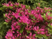 Rhododendron kermesina  (5 Litre)