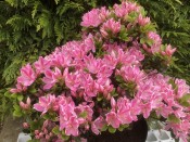 Rhododendron kermesina 'Rose' 