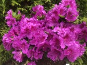 Rhododendron 'Konigstein' purple (5 Litre)