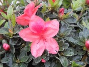 Rhododendron 'Marilee'