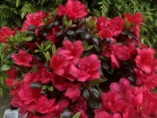 Rhododendron 'Maruschka'