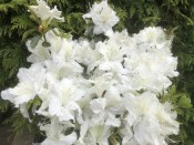 Rhododendron 'May Snow' (5 Litre)