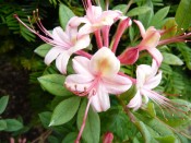 Rhododendron 'Midsummer Mermaid'