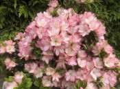 Rhododendron 'Peggy Ann' (5 Litre)