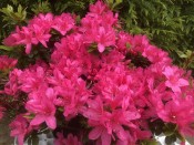 Rhododendron 'Rosalind' 