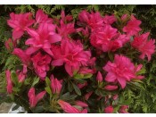 Rhododendron 'Rose king' (5 Litre)
