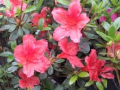 Rhododendron 'Scout'