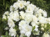 Rhododendron 'Schneeperle' (Snow Pearl) (5 Litre)