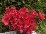 Rhododendron 'Vuyk's Rosy Red' (5 Litre)